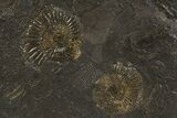 Fossil Ammonite Cluster - Posidonia Shale, Germany #305719-1